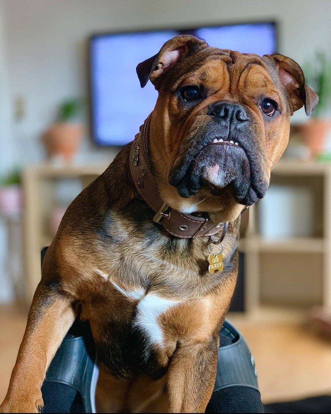 "Aztekisk" grått hundehalsbånd