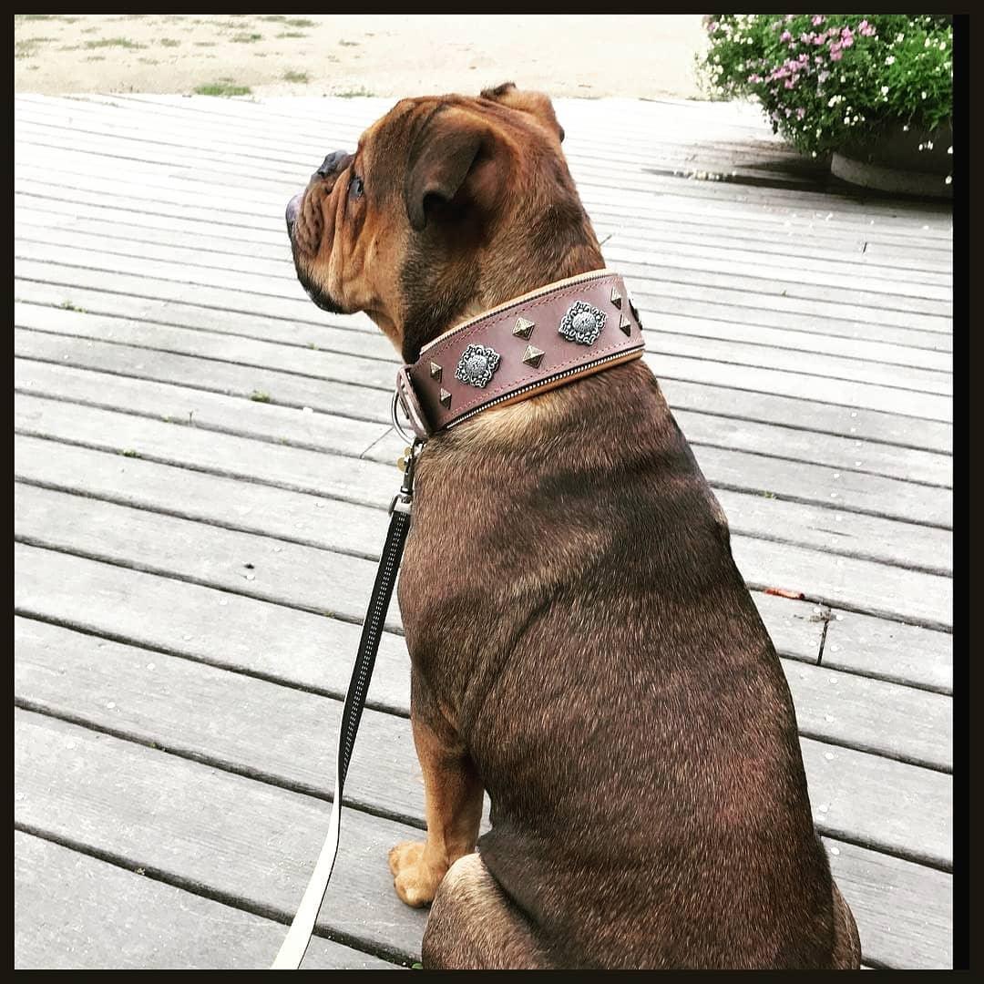 "Aztekisk" grått hundehalsbånd