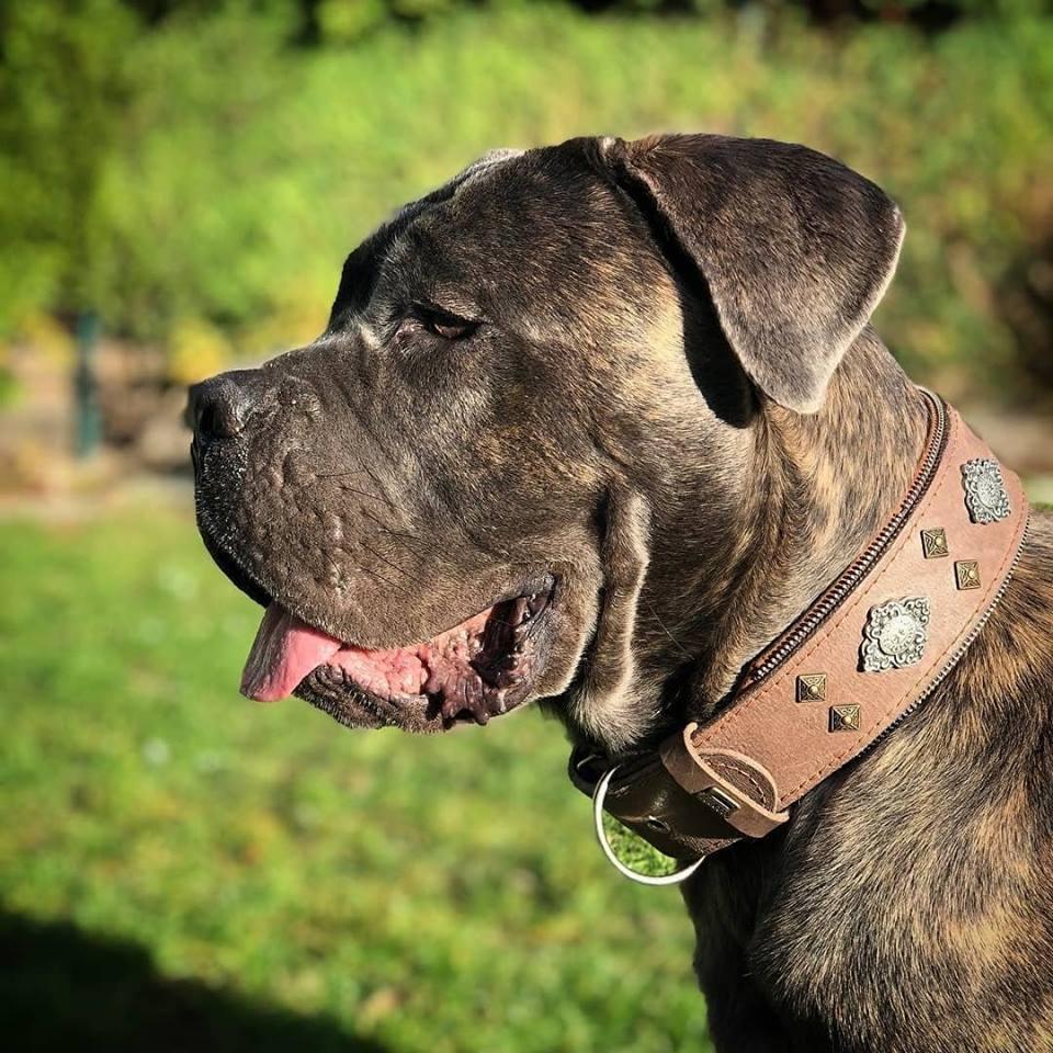 "Aztekisk" grått hundehalsbånd