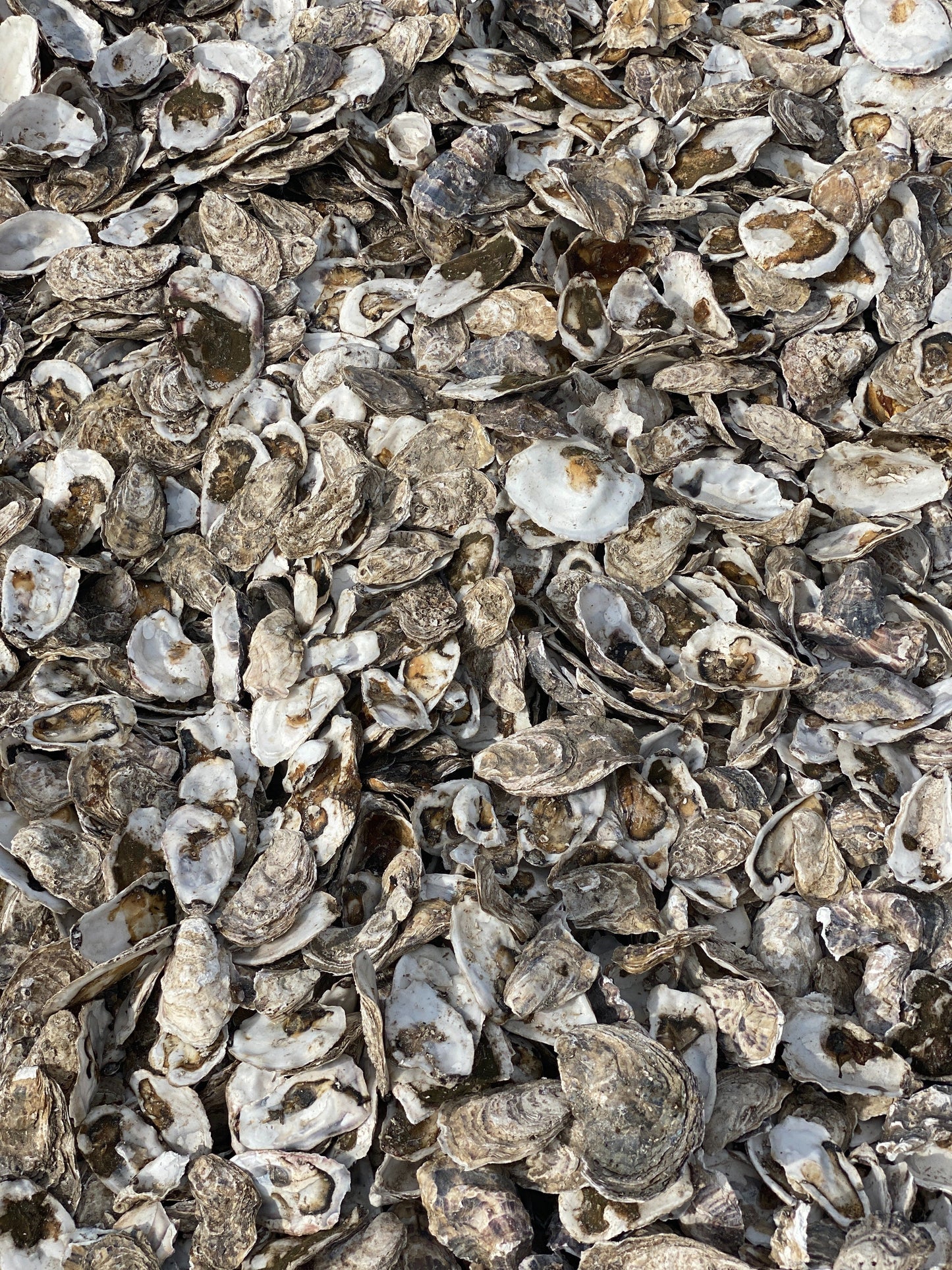Oceanex poo bags roll, made with oyster shell extract
