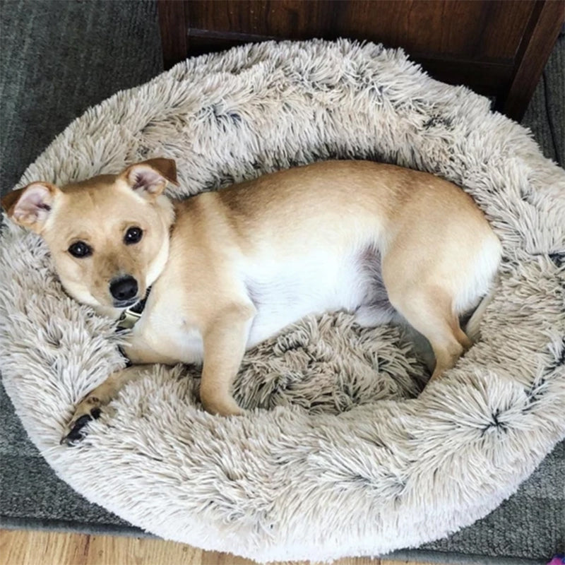#Best dog beds for anxious dogs