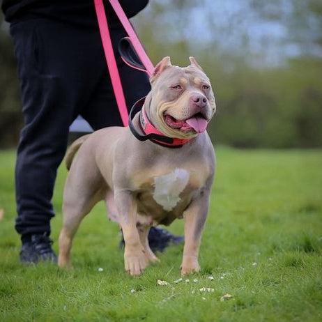 BESTIA DOG SPORT dobbelthåndtaksbånd neonrosa 